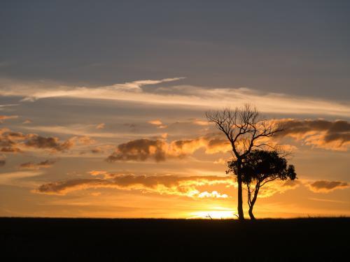 Two trees silhouetted against an orange sunset