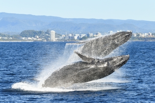 Two whales playing together breaching in the ocean. - Australian Stock Image