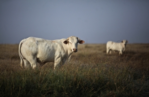Two white cattle grazing from grassy paddock against early morning blue mist sky - Australian Stock Image