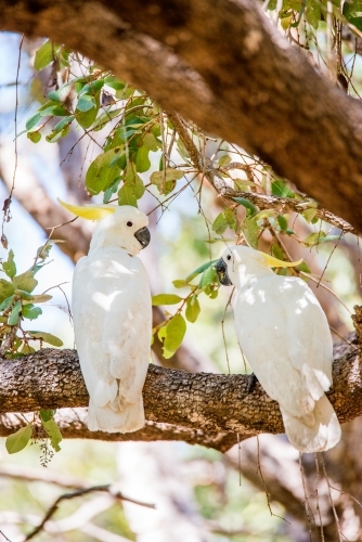 Two white cockatoos perched on a tree branch. - Australian Stock Image