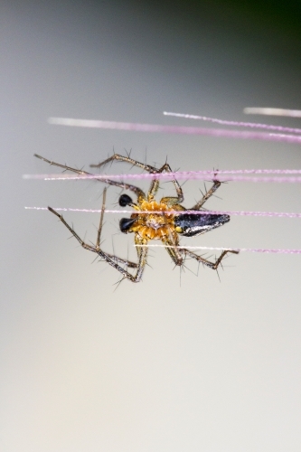 Underside of lynx spider on grass flower - Australian Stock Image