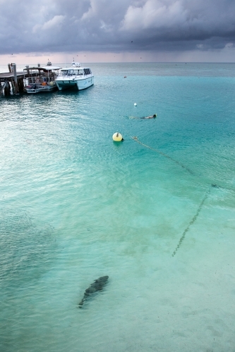 underwater fish in foreground with a snorkeler and boats at the jetty on Heron Island - Australian Stock Image