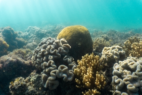 Underwater shot of coral reef in the Ningaloo in Cape Range National Park - Australian Stock Image