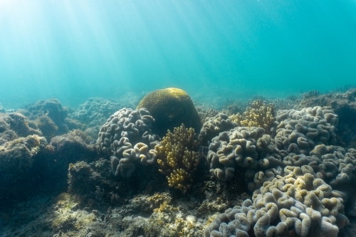 Underwater shot of coral reef of the Ningaloo in Cape Range National Park - Australian Stock Image