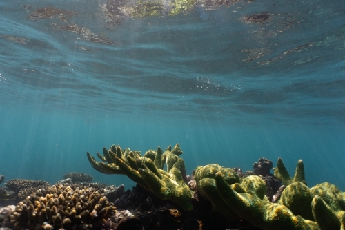 Underwater shot of fish and coral of the Ningaloo Reef in Western Australia - Australian Stock Image