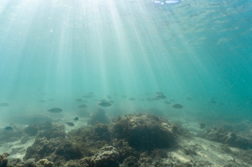 Underwater shot of fish swimming in coral reef of the Ningaloo in Cape Range National Park - Australian Stock Image