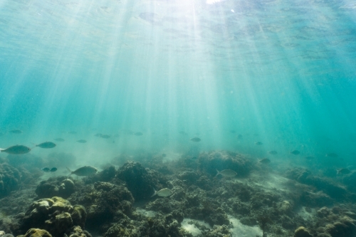 Underwater shot of fish swimming in coral reef of the Ningaloo in Cape Range National Park - Australian Stock Image