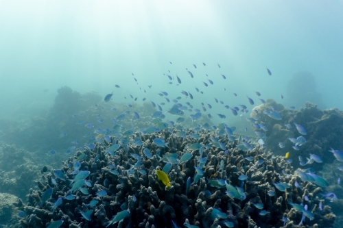 Underwater shot of fish swimming in coral reef of the Ningaloo in Cape Range National Park - Australian Stock Image