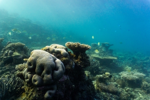 Underwater shot of fish swimming in coral reef of the Ningaloo in Cape Range National Park - Australian Stock Image