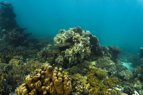 Underwater shot of fish swimming in coral reef of the Ningaloo in Cape Range National Park - Australian Stock Image