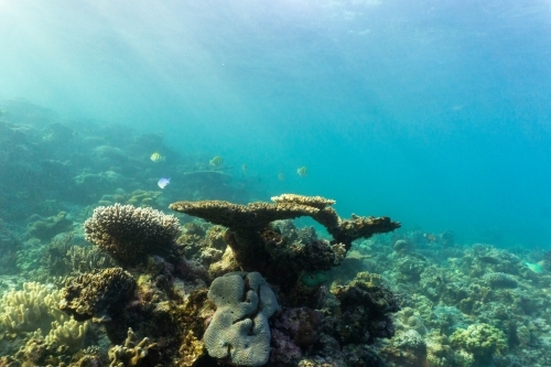 Underwater shot of fish swimming in coral reef of the Ningaloo in Cape Range National Park - Australian Stock Image