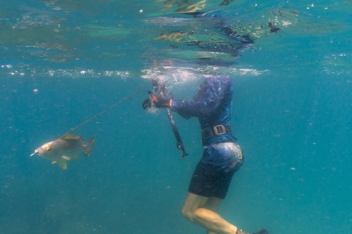 Underwater shot of man with speargun and speared fish swimming in turquoise ocean. - Australian Stock Image