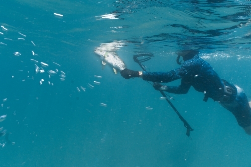 Underwater shot of man with speargun holding speared fish swimming in turquoise ocean. - Australian Stock Image