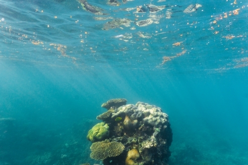 Underwater shot of small corl bombie in the Ningaloo in Cape Range National Park - Australian Stock Image