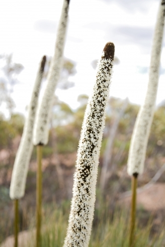 Unique long white flowers in bushland - Australian Stock Image