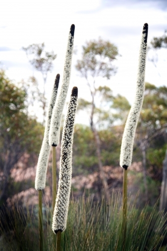 Unique long white flowers in bushland - Australian Stock Image