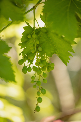 Unripe green grapes on a vine in sunlight, showing early growth stages in a vineyard - Australian Stock Image