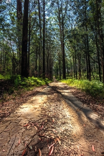 Unsealed forest trail - Australian Stock Image