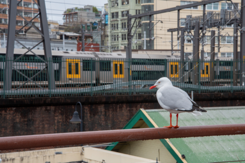 Urban Sea Gull watching trains go by - Australian Stock Image