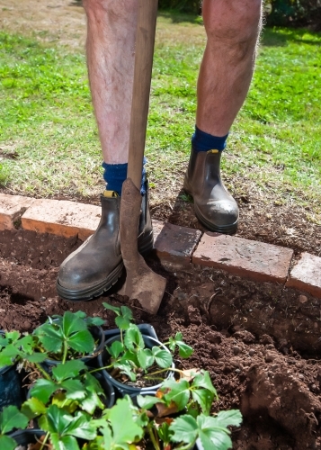 Using shovel to dig in garden to prepare for planting strawberries - Australian Stock Image