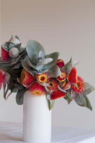 Vase of eucalyptus macrocarpa flowers and leaves - Australian Stock Image