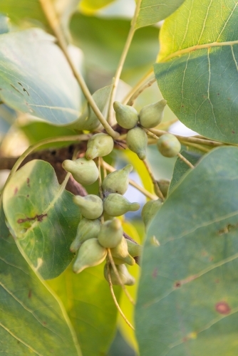 Vertical Kakadu Plums - Australian Stock Image