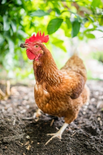 Vertical shot of a chicken foraging in the garden - Australian Stock Image