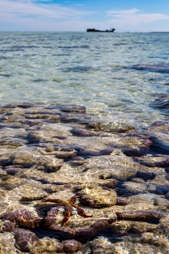 Vertical shot of a star fish on a coral reef at low tide with a ship in the background - Australian Stock Image