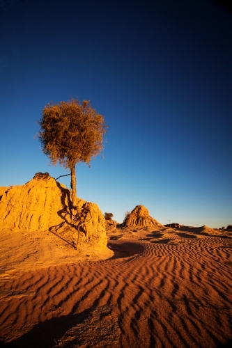 vertical shot of a wavy sand desert with one tree on a big  rock under the blue sky - Australian Stock Image