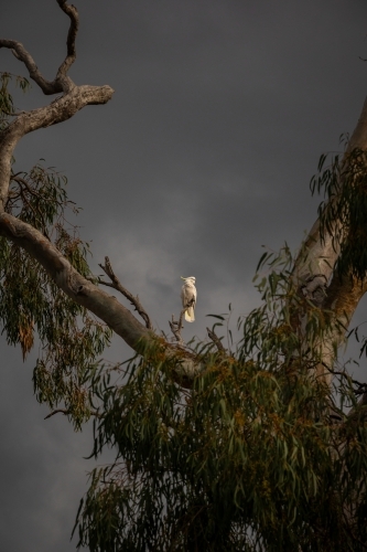 Vertical shot of a white cockatoo standing on top pf a twig on a cloudy day with gray skies - Australian Stock Image