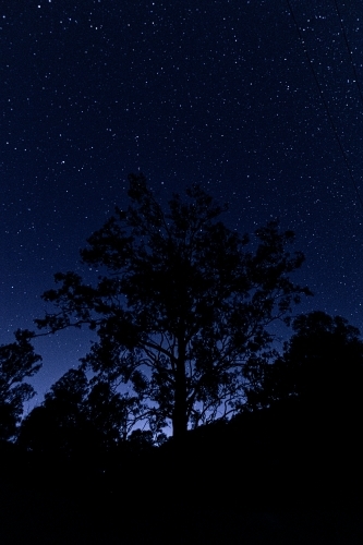 vertical shot of some silhouette of trees and bushes on top of a mountain at dawn with stars - Australian Stock Image