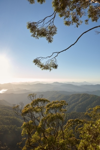 Vertical shot of trees with mountain background - Australian Stock Image