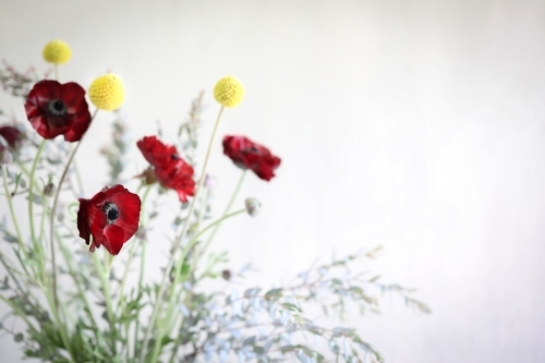 Vibrant bunch of flowers on white background featuring Billy Buttons and red Rununculas - Australian Stock Image