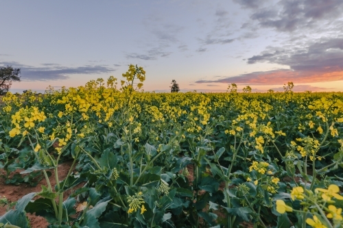 Vibrant canola field in full bloom under vibrant sunset sky - Australian Stock Image