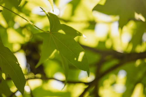 Vibrant green leaves in sunlight showcasing nature's delicate plant details - Australian Stock Image