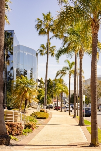 Vibrant Newcastle street in the sunshine lined with palm trees - Australian Stock Image