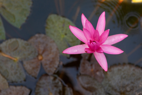 Vibrant pink water lily floating on the surface of the water. - Australian Stock Image