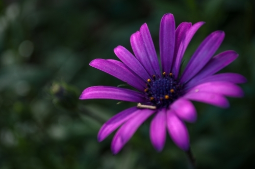 Vibrant Purple Flower in a Green Garden - Australian Stock Image