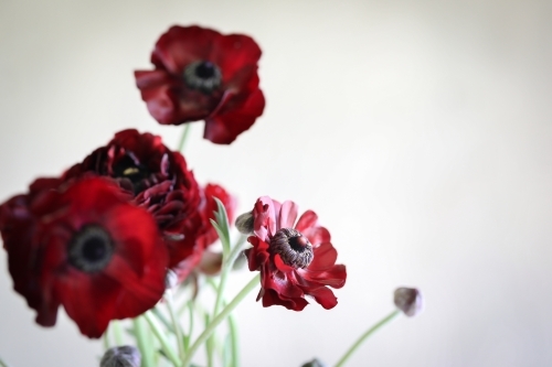 Vibrant red ranunculus blooms on white background - Australian Stock Image