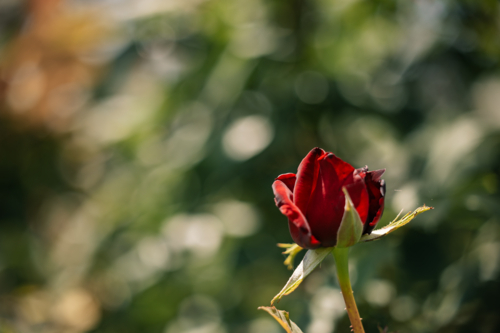 Vibrant red rosebud in garden, soft-focus greenery, warm sunlight with copy space - Australian Stock Image