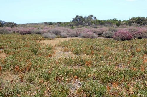 View across creeping banksia to purple shrub - Australian Stock Image