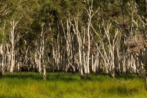 View of bushland tree trunks with lush green grass - Australian Stock Image
