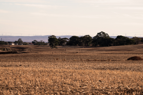 View of dry farm fields, Clare Valley, South Australia - Australian Stock Image