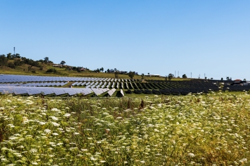 View of large scale solar farm in rural setting with wild flowers in foreground and clear blue sky - Australian Stock Image
