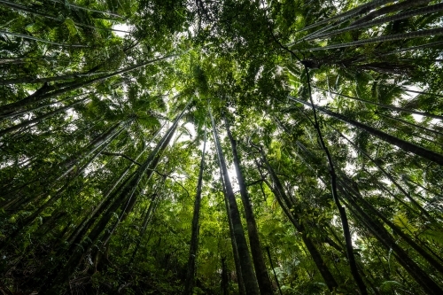 View of the tall trees from the forest floor. - Australian Stock Image