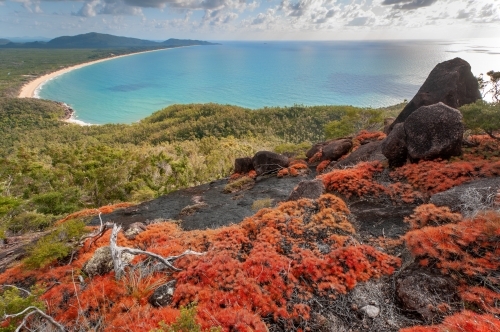 View over a long beach with resurrection plants in the foreground - Australian Stock Image