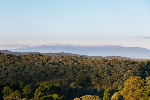 View over treetops in afternoon - Australian Stock Image