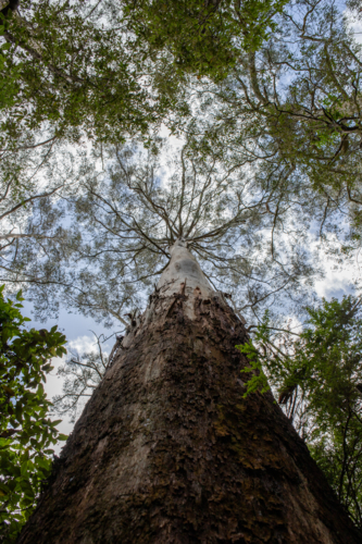 View up tall tree trunk with canopy - Australian Stock Image
