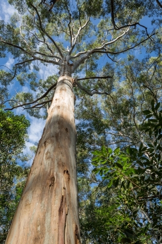 View up the trunk of a tall gumtree (Mountain Blue Gum) with tree crown against blue sky - Australian Stock Image