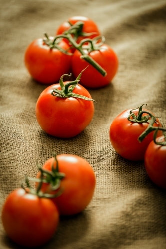 Vine tomatoes on hessian - Australian Stock Image